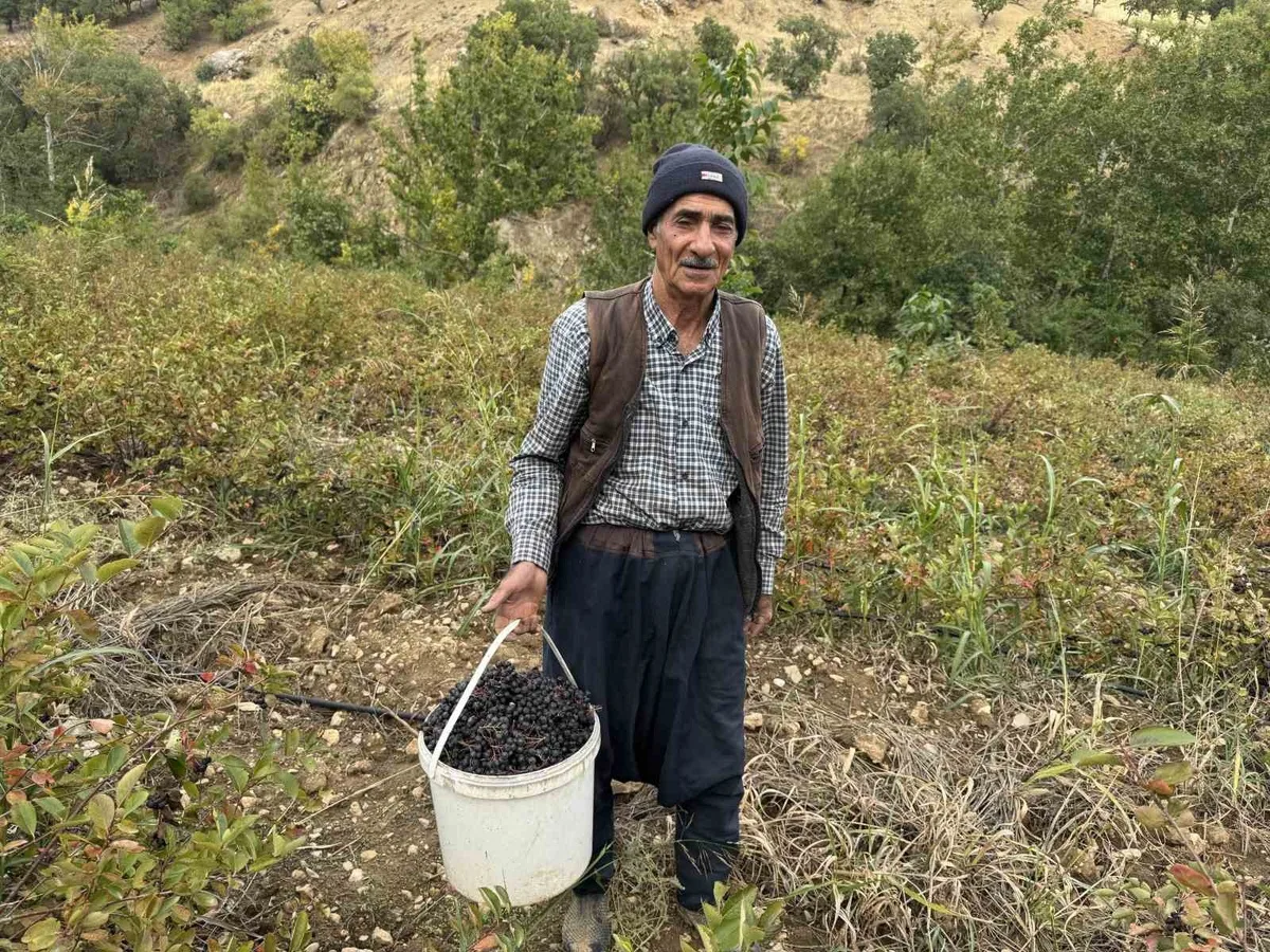 Diyarbakır Çüngüş'te aronya hasadı başladı, kilosu 350-400 liradan satılıyor