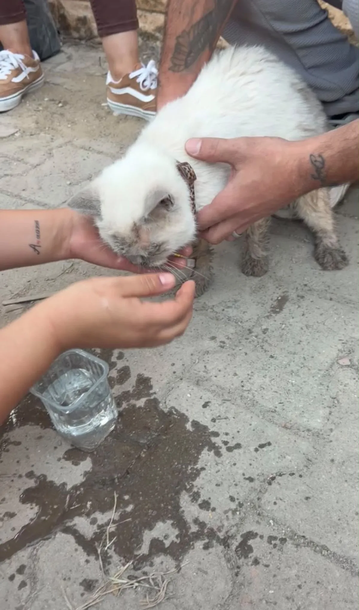 Maltepe'de enkaz kaldırma sırasında beton parçalarının arasından kedi canlı çıkarıldı