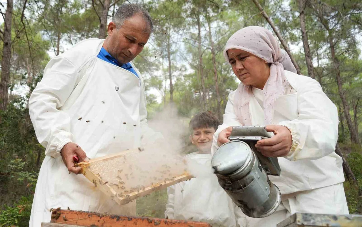 Mersinli arıcılar Muğla, Ege ve Akdeniz'de çam balı sağımına başladı