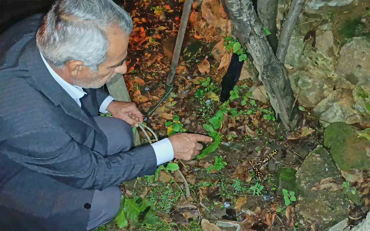 Bitlis'te evinin bahçesinde üç benekli semender gören Rahmi Bulut, onları gözlemledi
