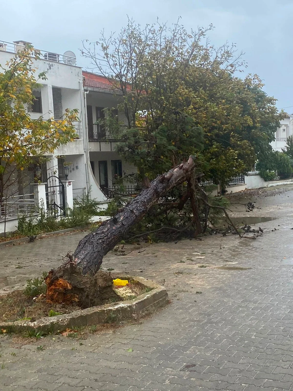 Edirne Keşan'da fırtına, Deniz Feneri Caddesi'ne çam ağacı devirdi