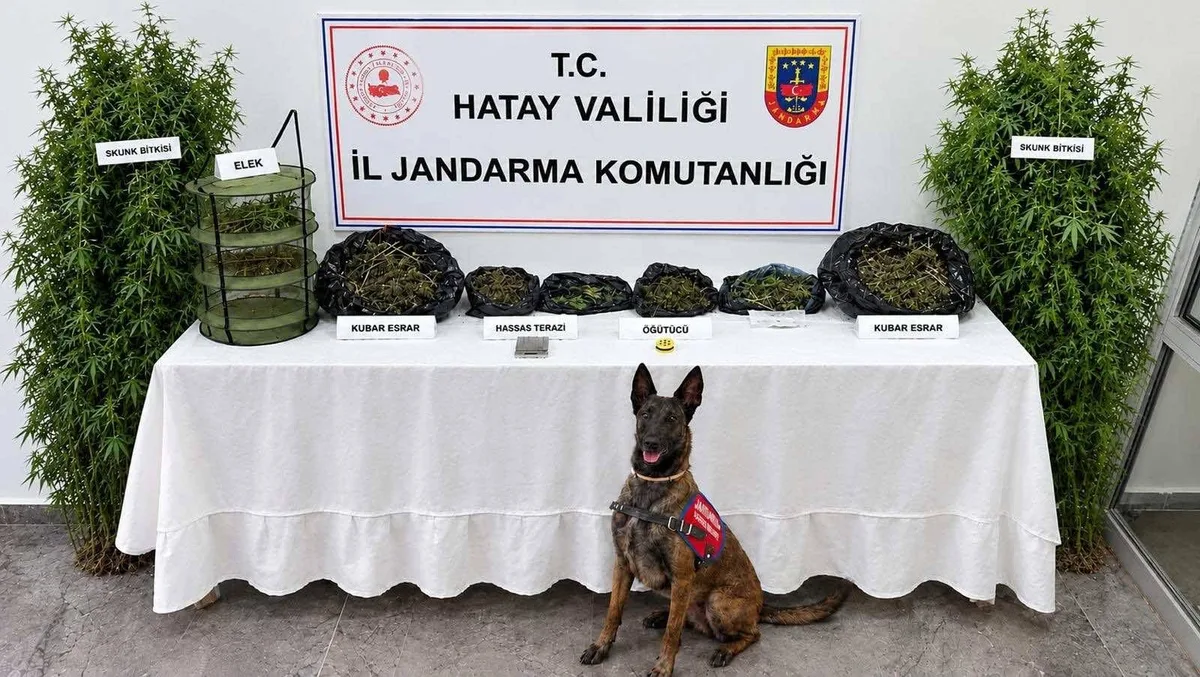Hatay'da jandarma operasyonunda 2 bin 170 gram esrar bulundu, 1 kişi gözaltına alındı