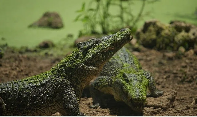 ‘Karayipler’in Vahşi Timsahları’, 25 Ekim Pazar Saat 20.00’de National Geographic WILD Ekranlarında!