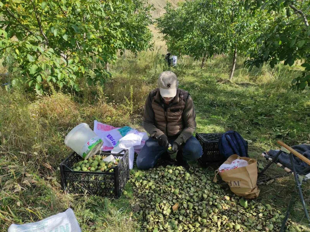 Sason'da ceviz hasadında dönümden ortalama 500 kilogram ürün alınıyor