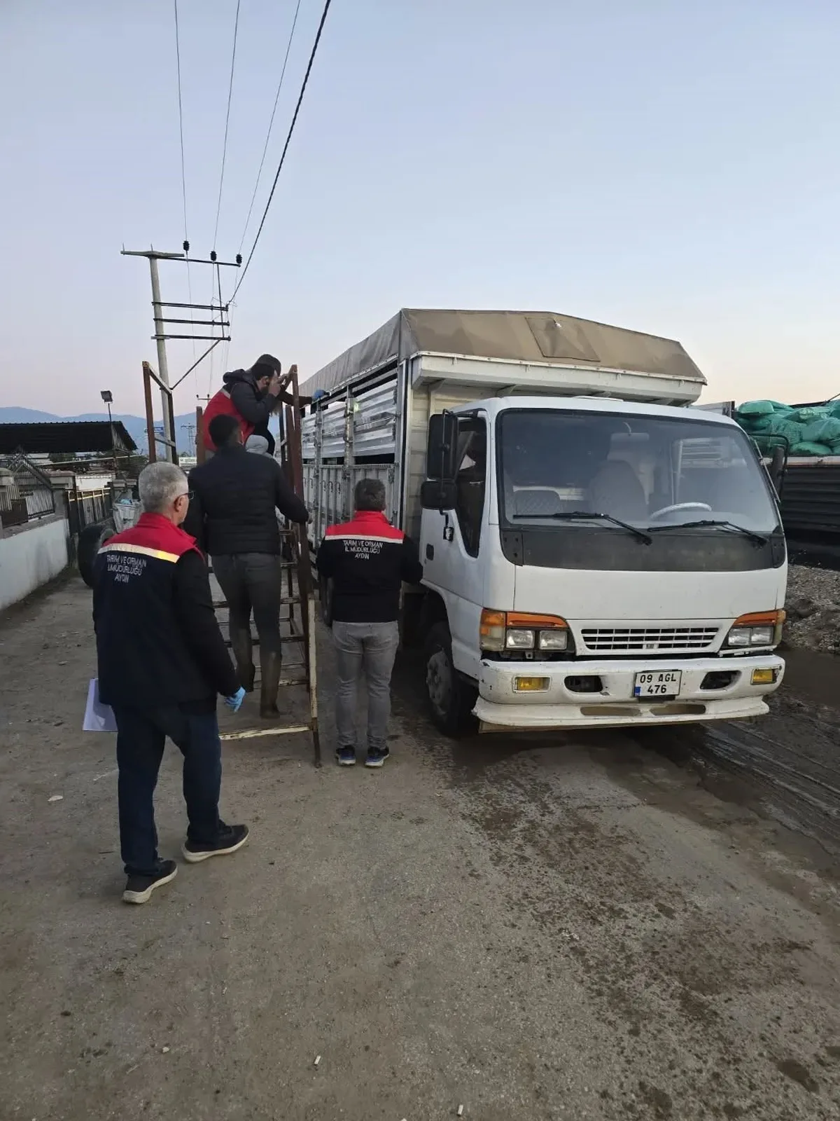 Aydın Nazilli'de hayvan pazarında küpesi ve belgesi eksik hayvanlar geri çevrildi
