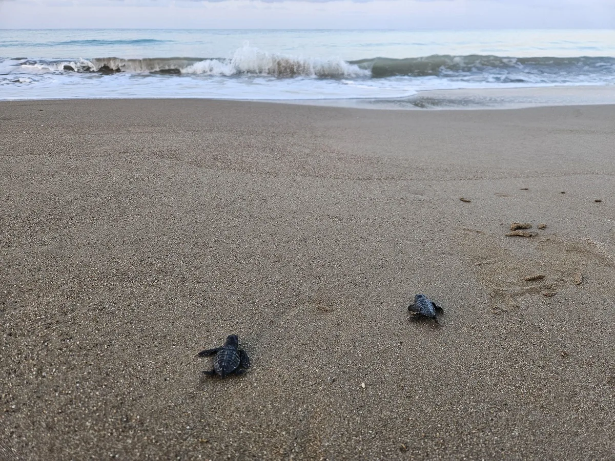 Belek kumsalında 2 bin 600 caretta yuvasından 100 binden fazla yavru denize ulaştı