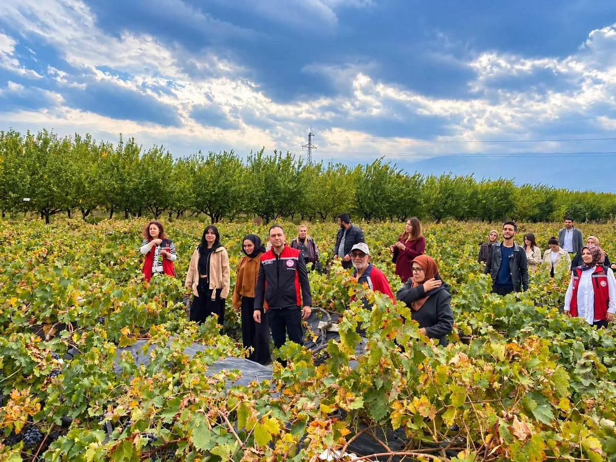 Erzincan Üzümlü'de öğrenciler bağ bozumunda çiftçiye destek verdi