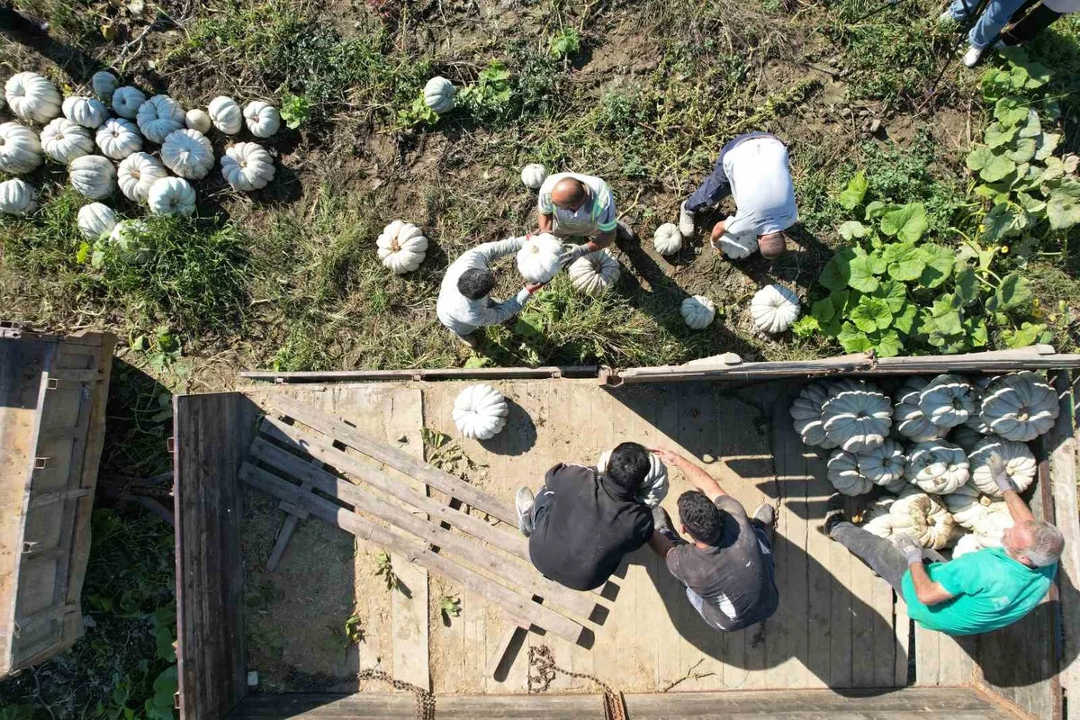 Sakarya'da tescilli bal kabağının hasadı başladı, tarlada 10-15 liradan satılıyor