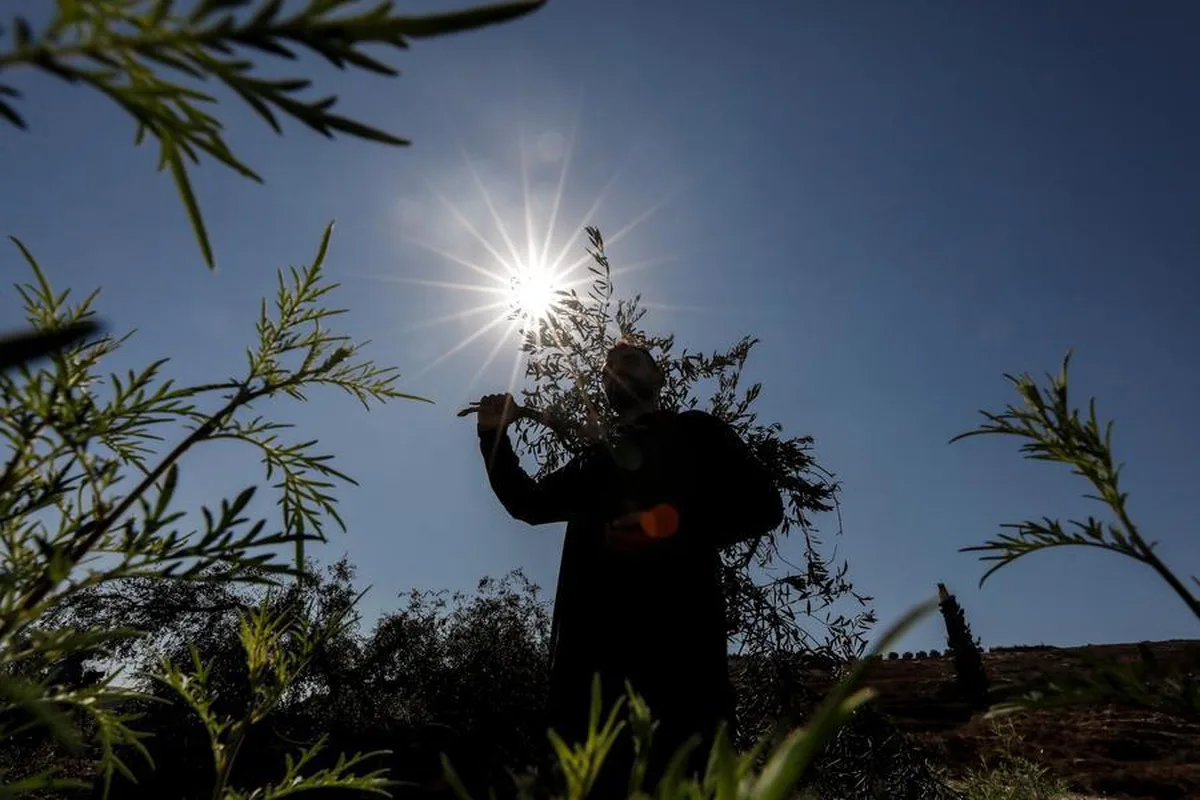Batı Şeria'da İsrailli yerleşimciler zeytin hasadında ABD'li fotoğrafçıyı yaraladı