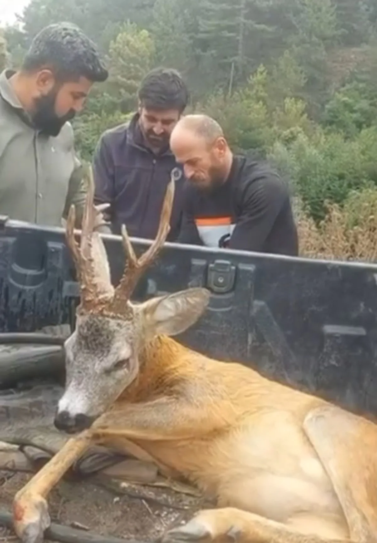 Bolu-Mudurnu yolunda yaralı ceylan Doğa Koruma ekiplerine tedavi için teslim edildi
