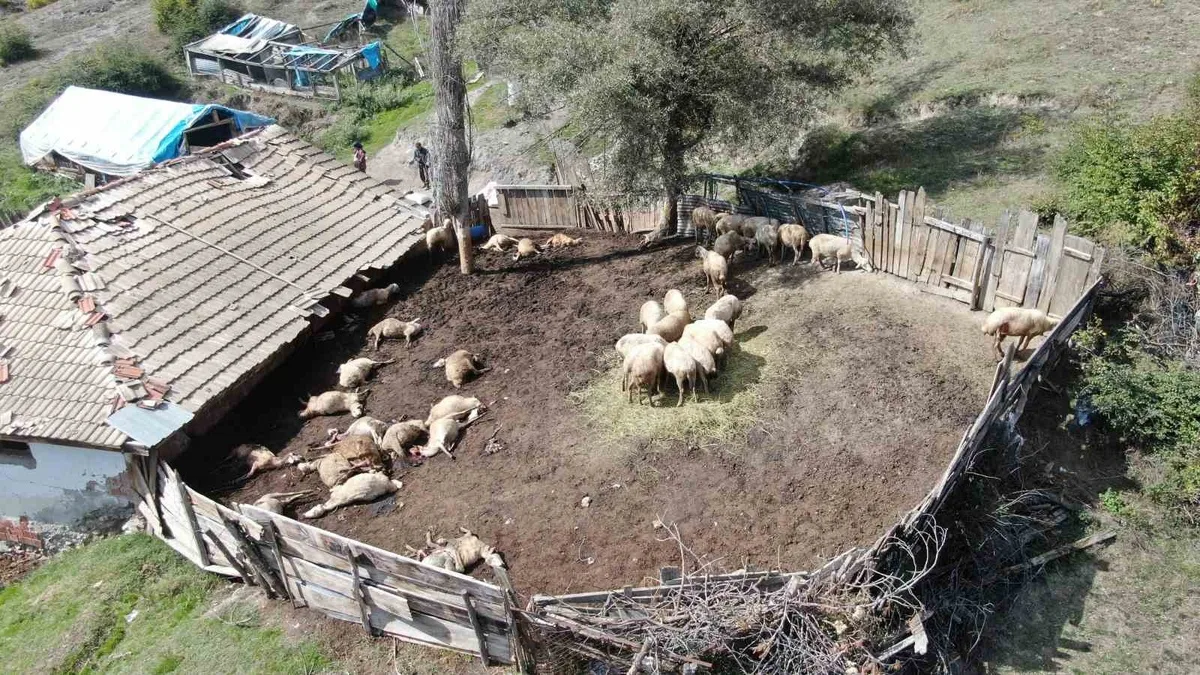 Kastamonu'da kurt saldırısında 18 koyun telef oldu, 11 koyun ağır yaralandı
