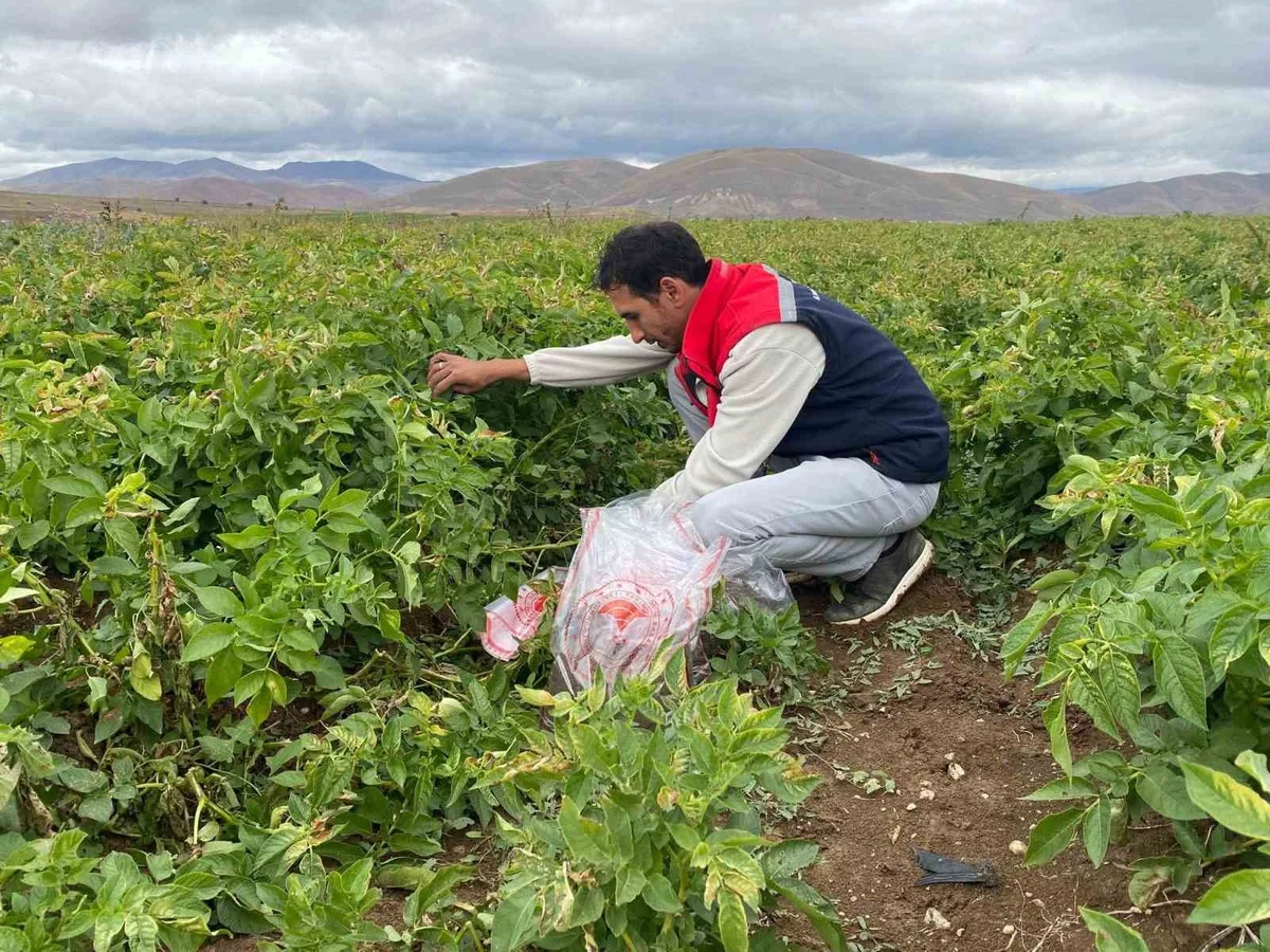 Bayburt'ta tohumluk patates alanlarında karantina kapsamında toprak kontrolü yapıldı