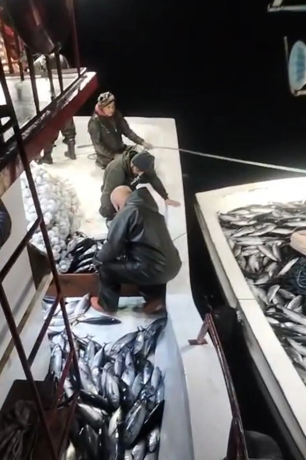 Sinop Ayancık'ta balıkçı Ufuk Yılmaz'ın ağına 5 bin palamut takıldı