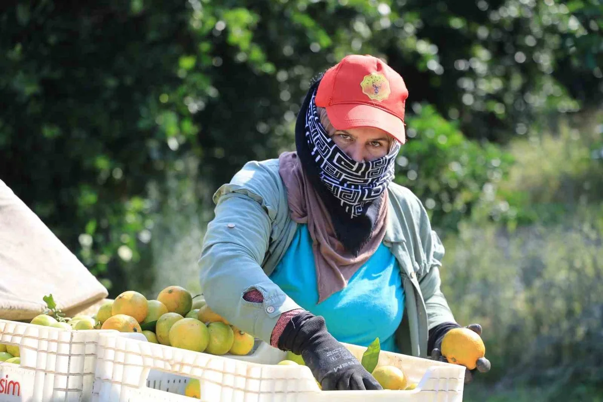 Savaş nedeniyle ihraç edilemeyen mandalina Adana'da dalında 3 liraya kadar geriledi