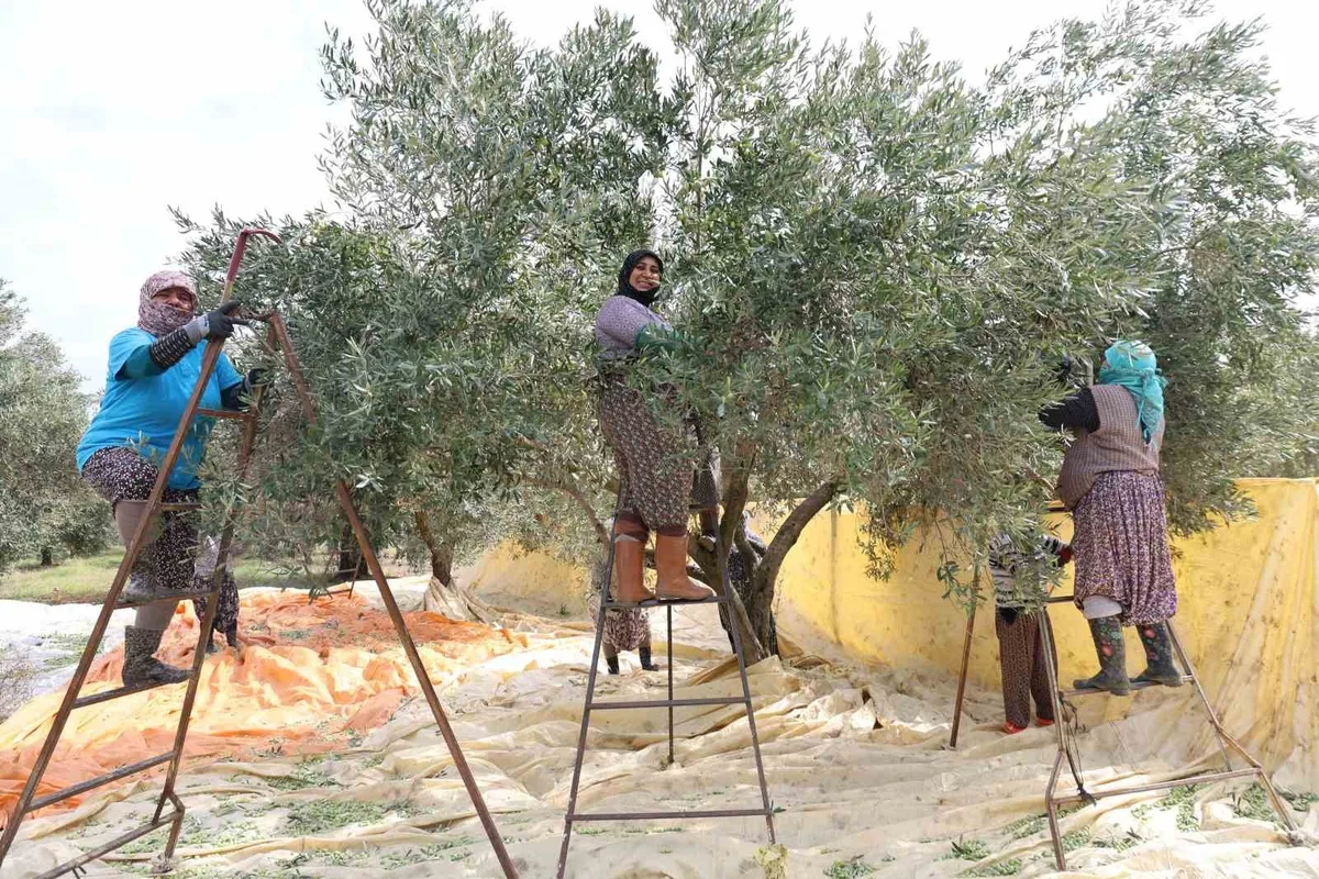 Aydın Köşk'te kadınlar zeytin hasadında gündeliği 1000 TL'den çalışıyor