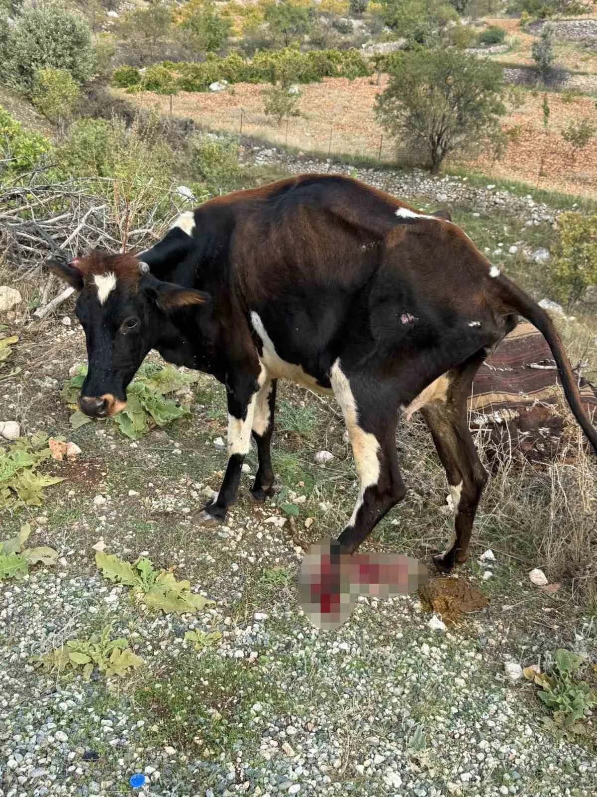 Batman Gercüş'te pikap büyükbaş hayvana çarptı, hayvan yaralandı