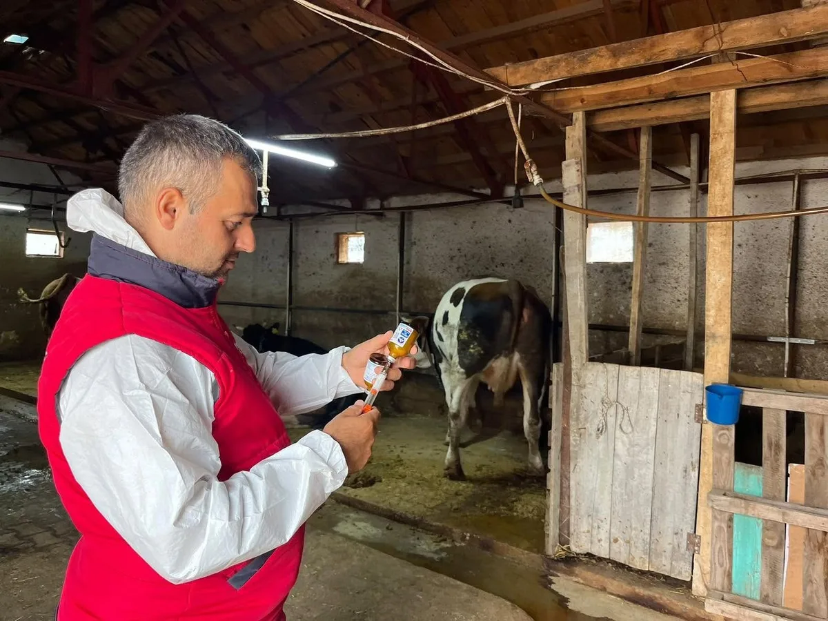 İhsaniye'de büyükbaş hayvanlara şap aşısı yapılmaya başlandı