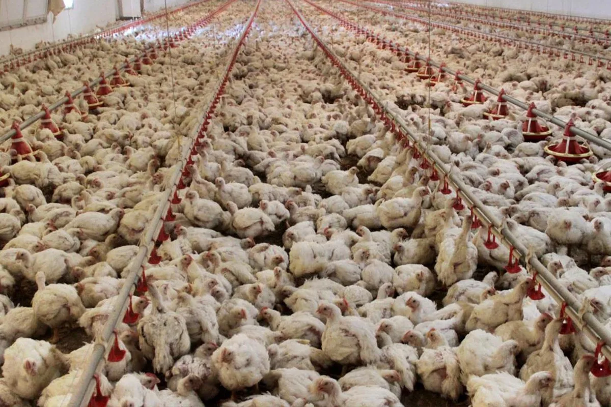 ABD'de kuş gribi alarmı: 1 milyon tavuk itlaf edildi