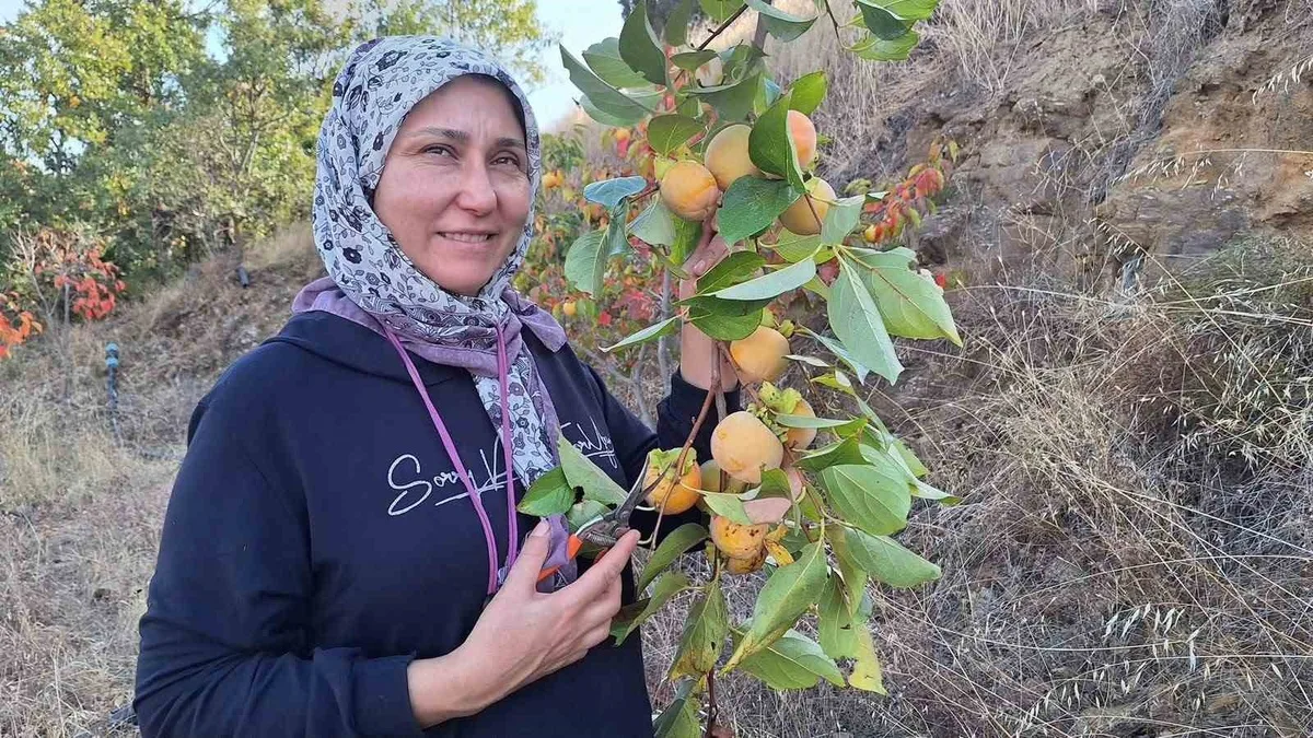 Manisa Sarıgöl'de cennet hurması hasadı başladı, ev kadınları kurutup cips yapıyor