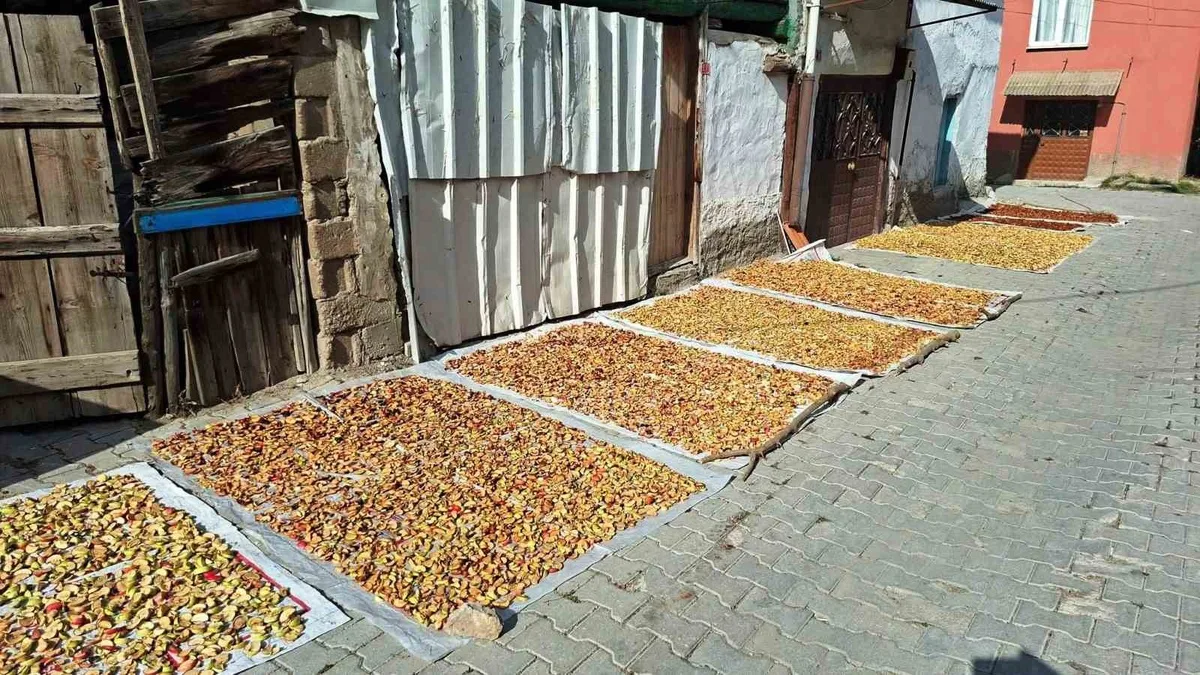 Kütahya Hisarcık'ta elma kurusu fiyatı 70 liradan 40 liraya düştü, üretici bekliyor