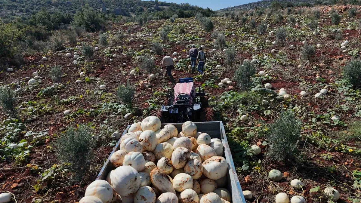 Hatay Altınözü'nde 30 kiloya ulaşan beyaz kabak hasadı 15-20 gün gecikmeyle başladı