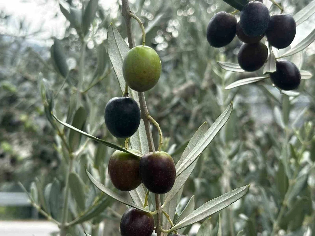 Bursa'da 290 bin ton zeytin rekoltesi beklenirken Gemlik'te 65-70 bin ton öngörülüyor