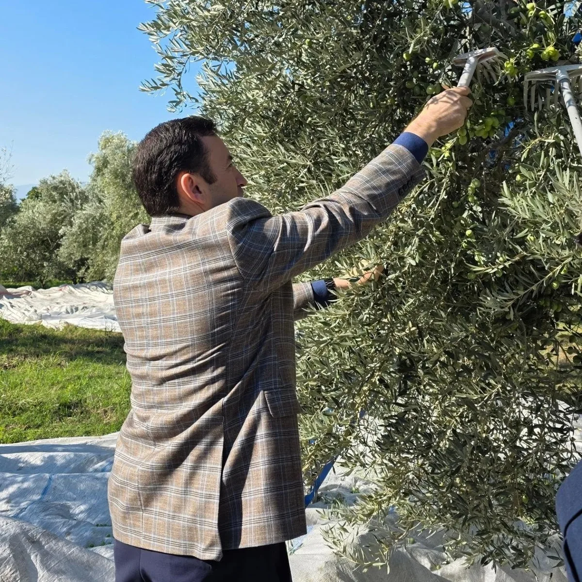 Kuyucak Kaymakamı Gülderen zeytin hasadında üreticilerle buluştu