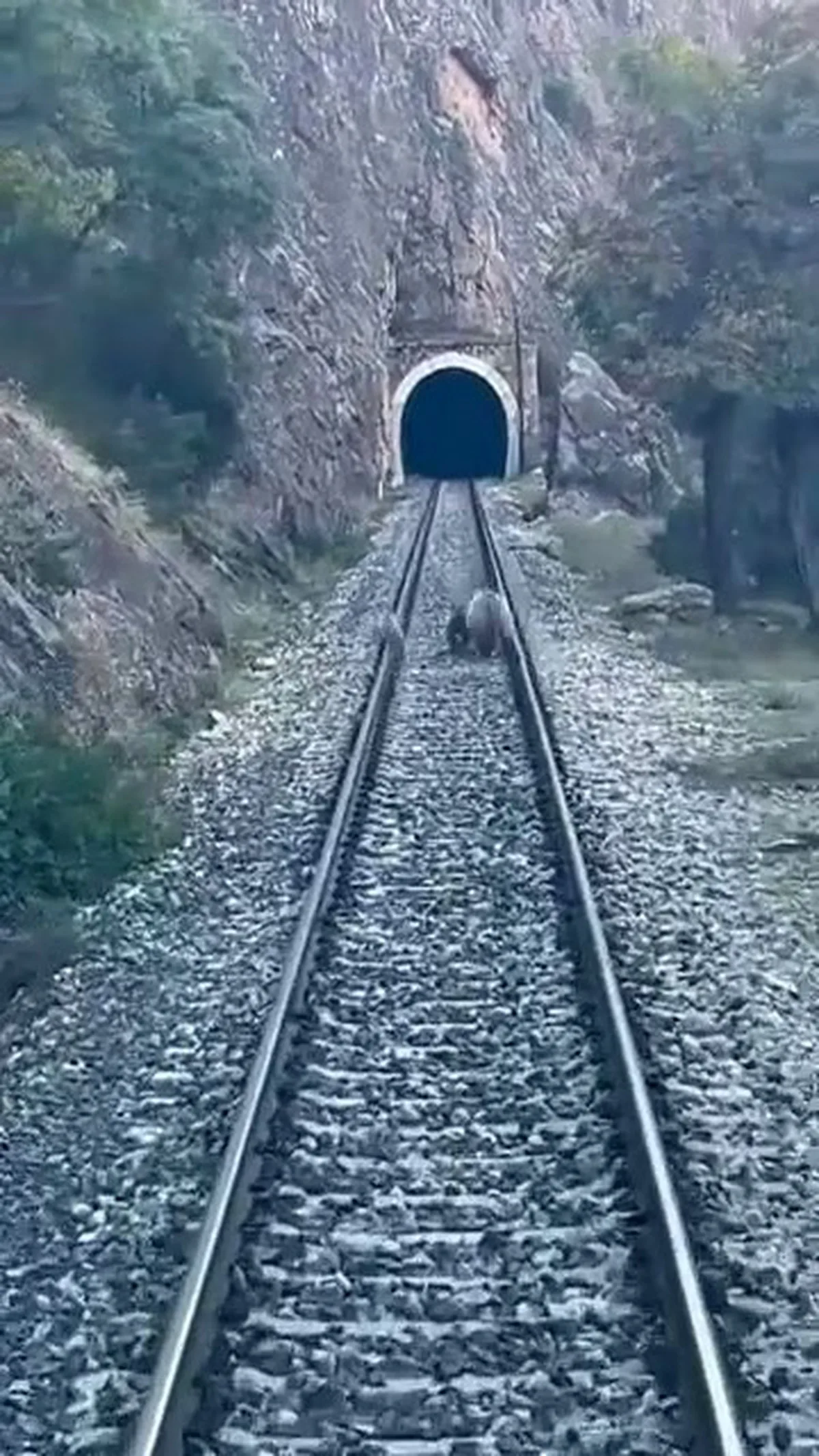 Sivas Divriği'de anne ayı ve iki yavrusu yolcu treninin geçişini engelledi