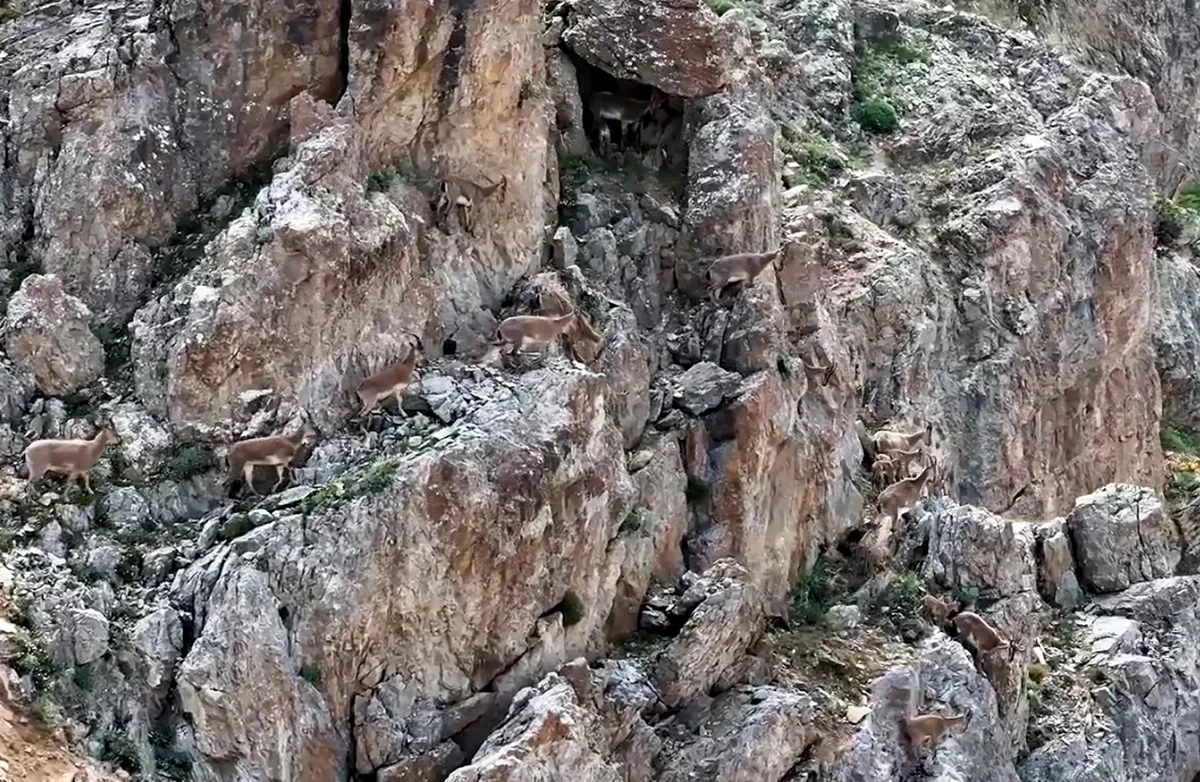 Erzincan'ın Keşiş Dağları'nda anne yaban keçileri yavrularını emzirirken görüntülendi