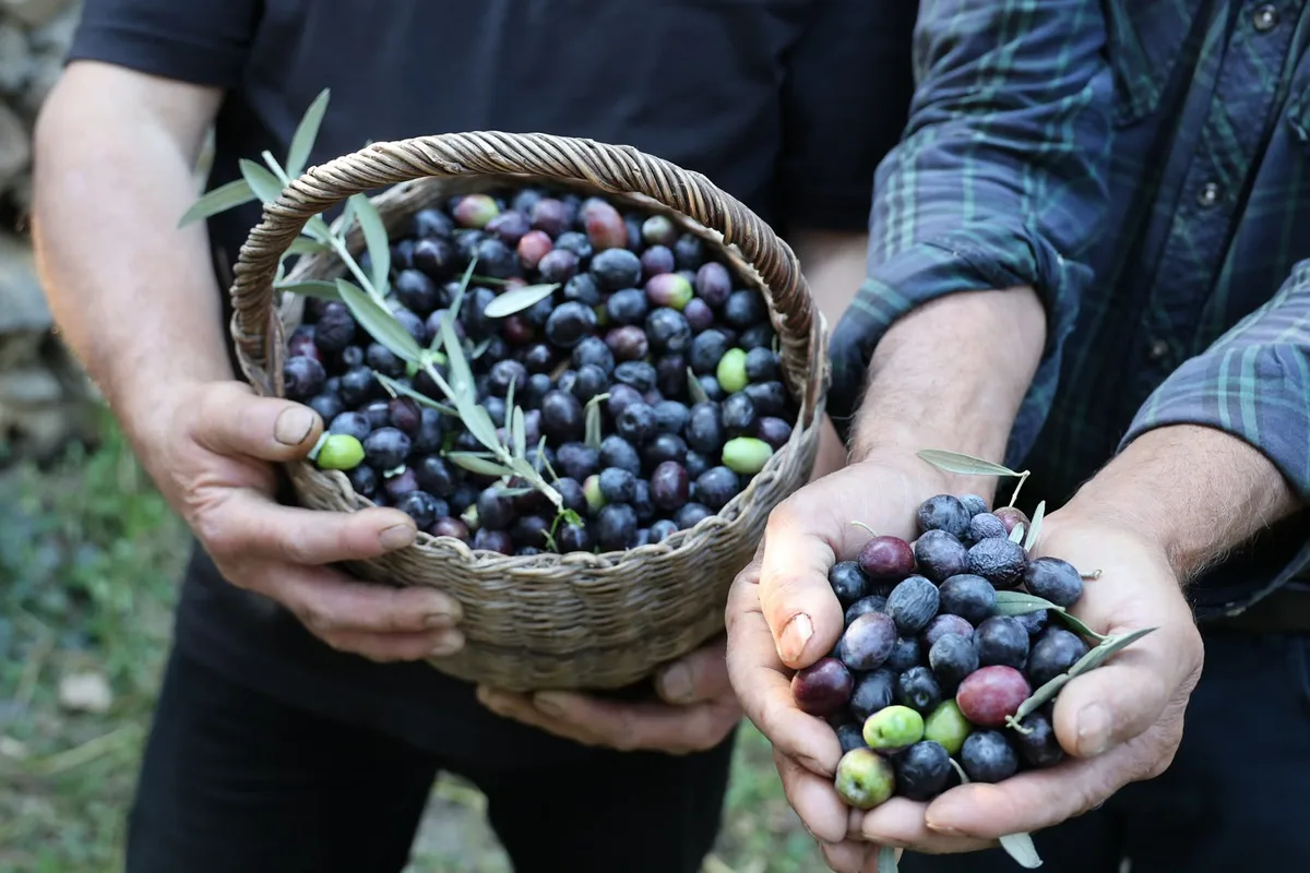 Artvin'de Butko zeytini hasadı başladı, 700 ton sofralık zeytin hedefleniyor