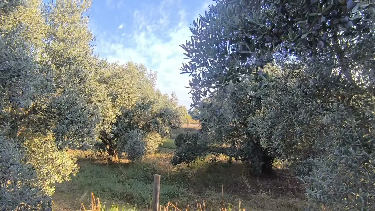 Osmaniye Kadirli'de zeytin üreticileri 70'ten 15-20 liraya düşen fiyattan yakındı