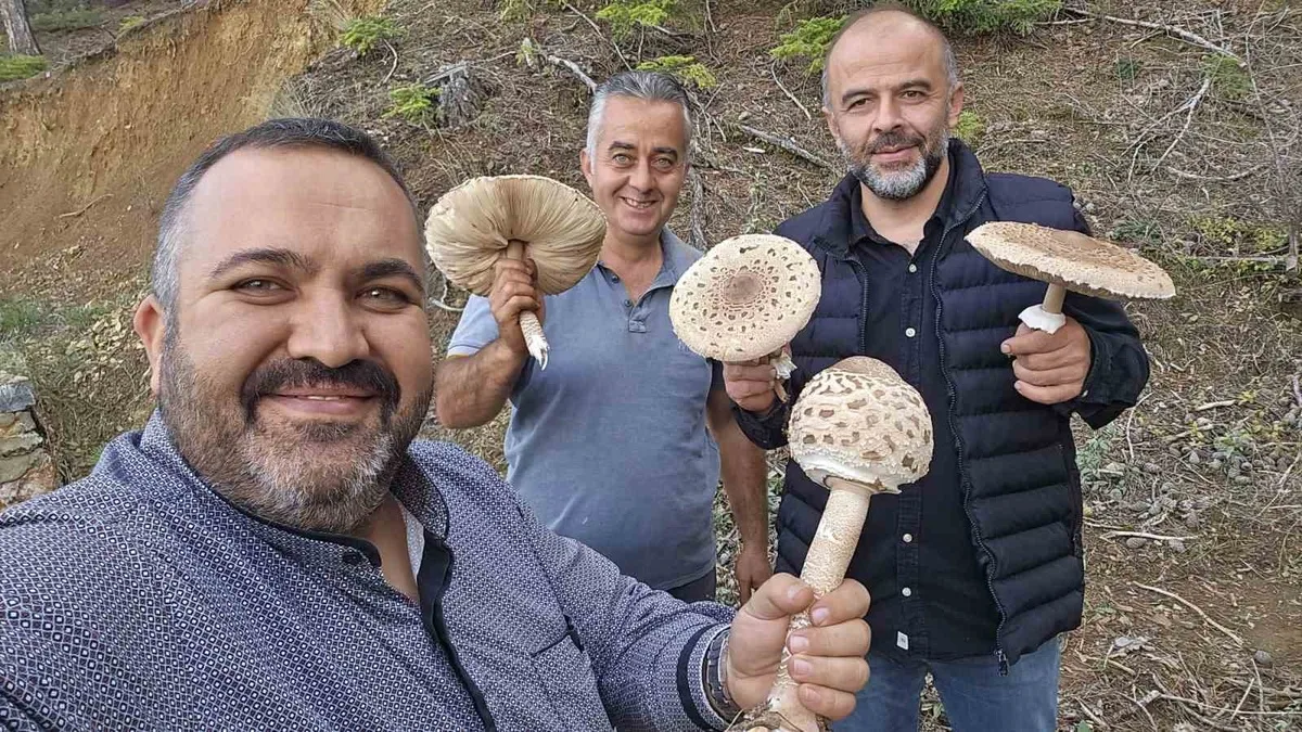 Konya Beyşehir'de yağış sonrası güz mantarları mini motorlu testereyle kesildi