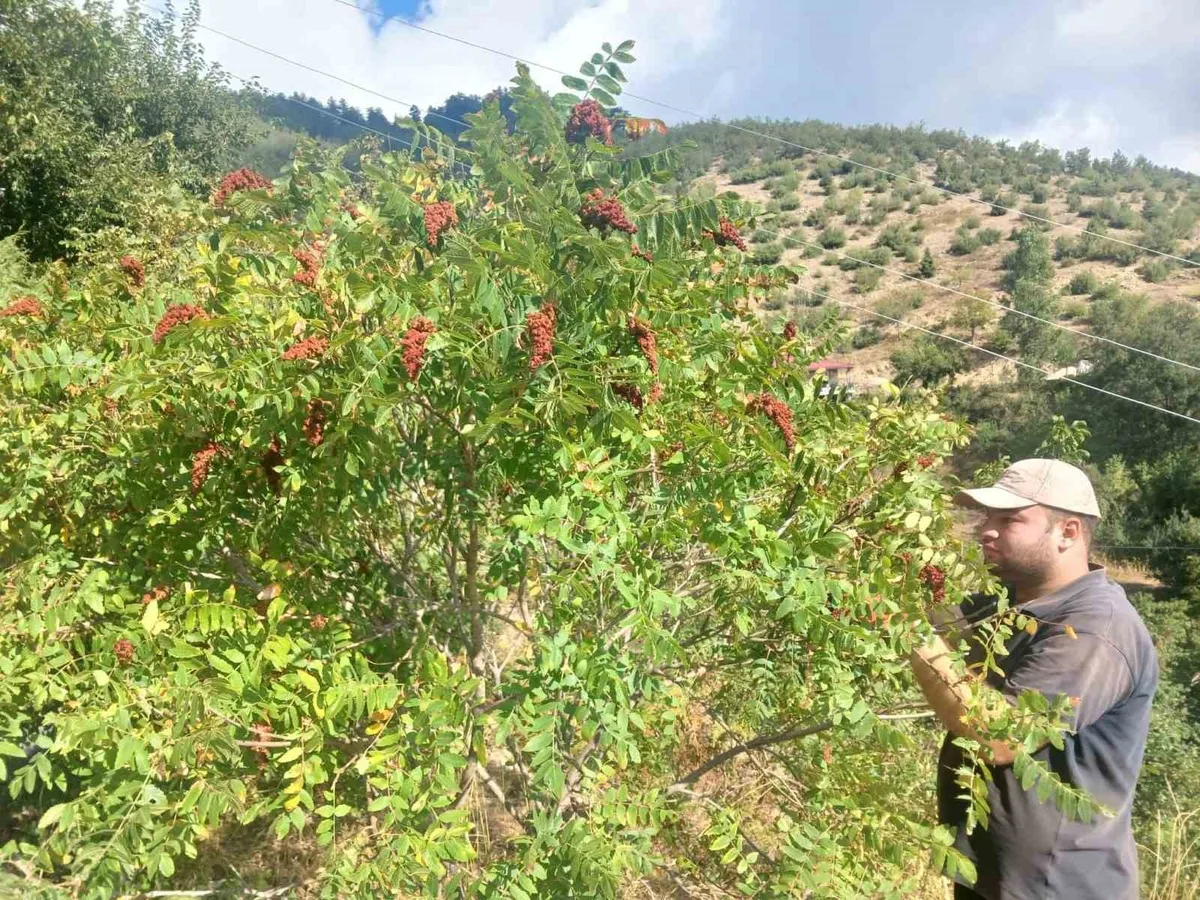 Kahramanmaraş Andırın'da sumak hasadı başladı, İlyas Paksoy bahçesinde topluyor