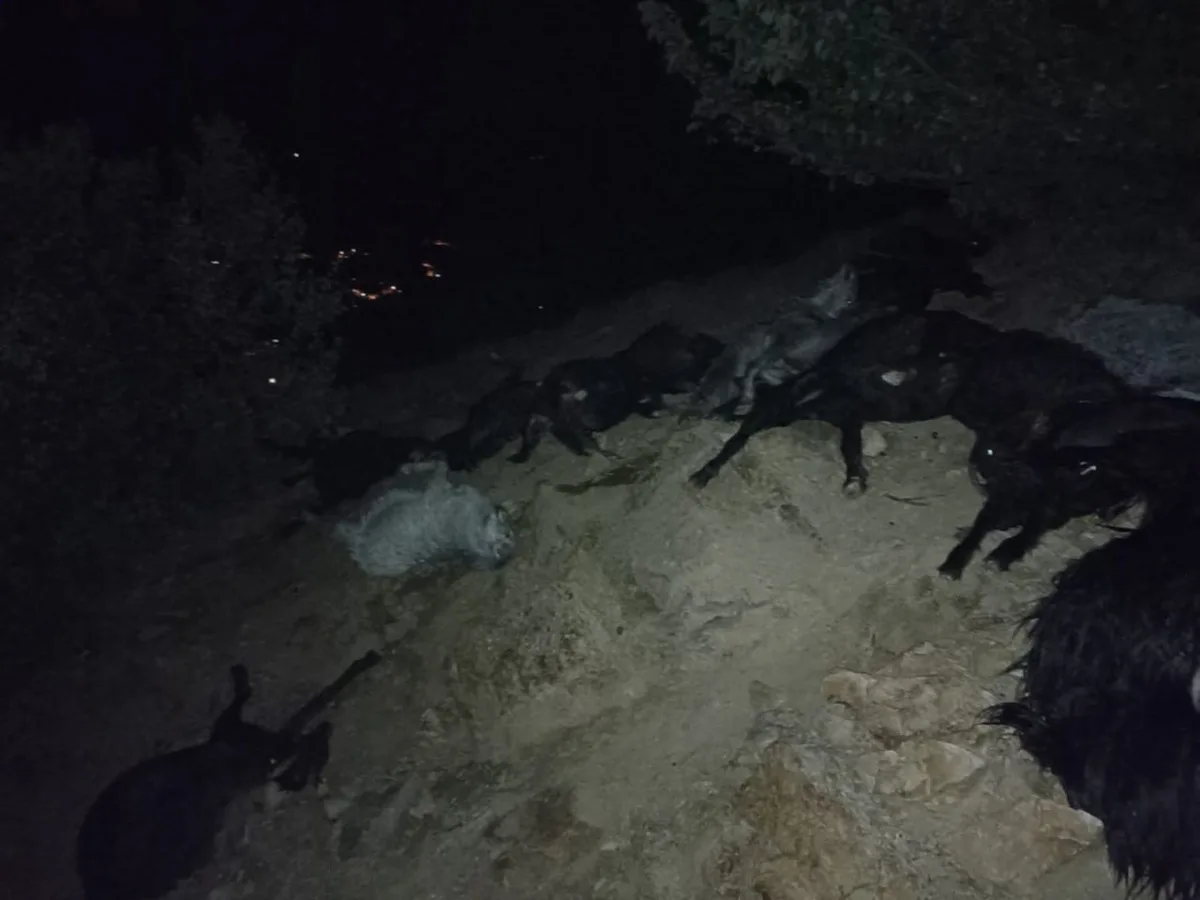 Kahramanmaraş'ta şiddetli yağışta yıldırımın isabet ettiği sürüde 20 keçi telef oldu