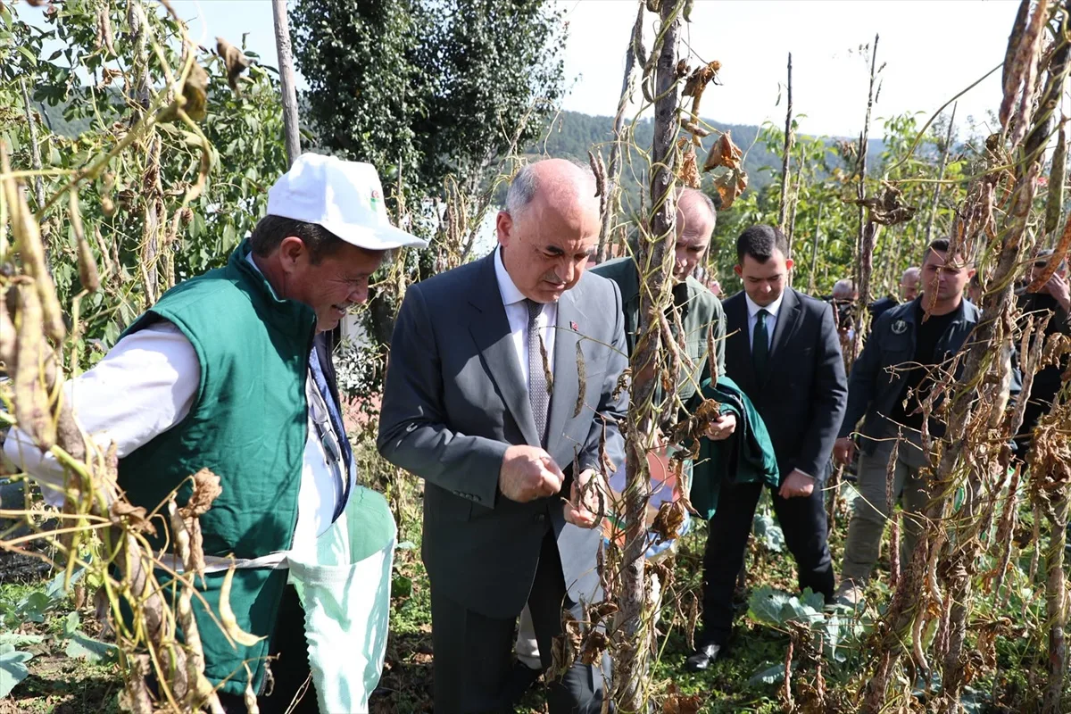 Ordu Akkuş'ta şeker fasulyesi hasat şenliği yapıldı, 2026 üretimi 2 bin 200 ton oldu