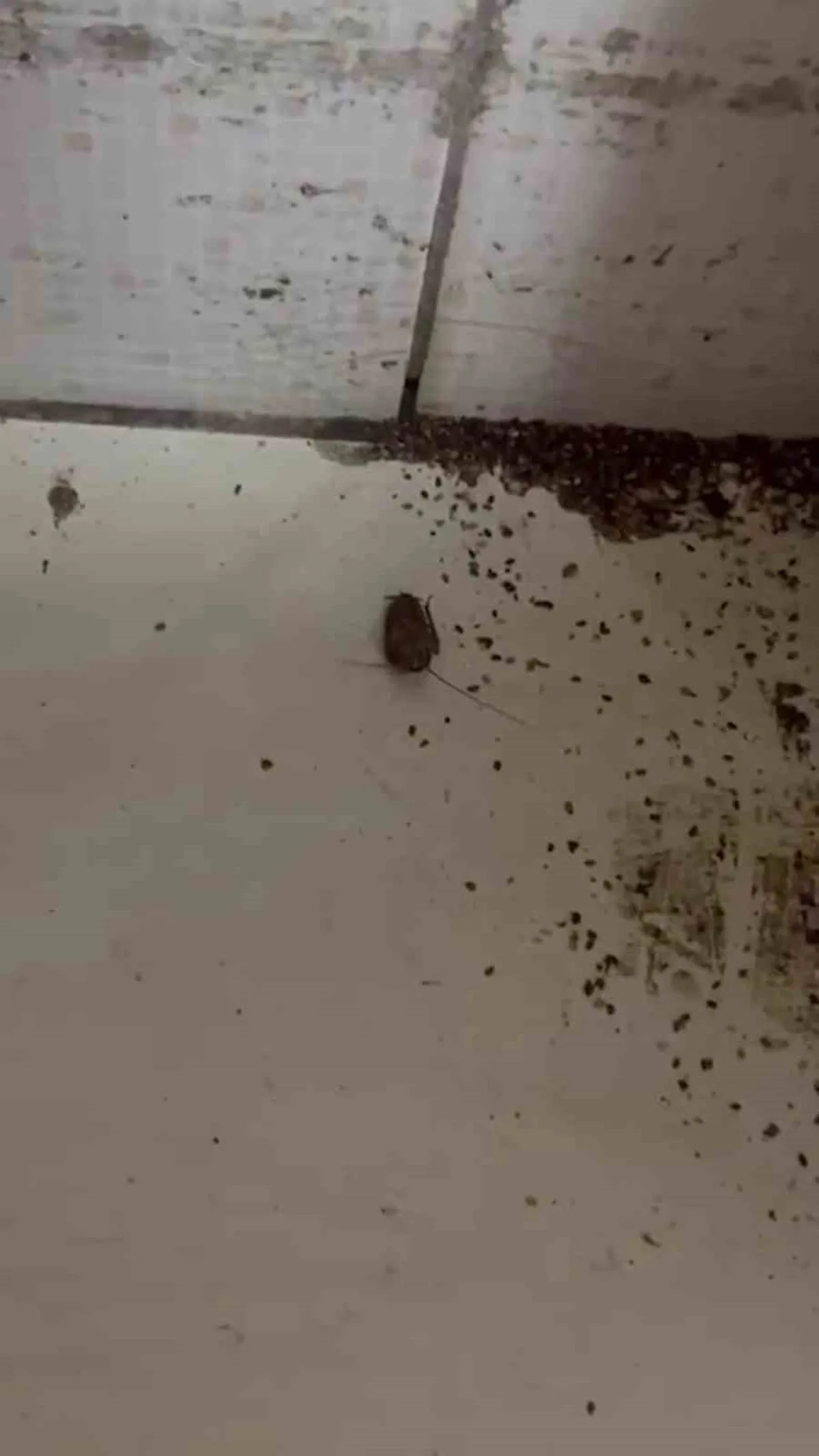 İskenderun'da fırında hamam böceği ve sigara izmariti bulundu, işletmeye ceza verildi
