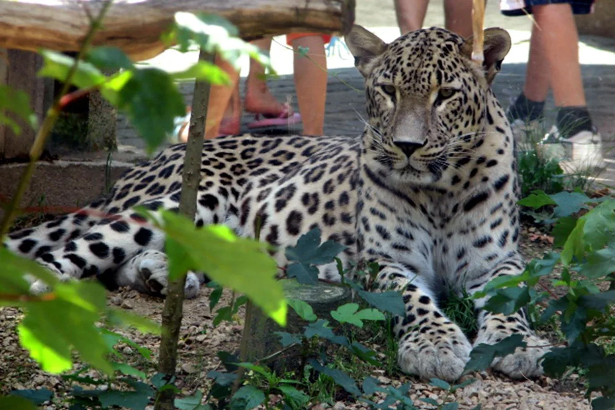 25 yıllık hayvan bakıcısı leoparın saldırısına uğradı! Telsizden yardım çığlıkları yükseldi