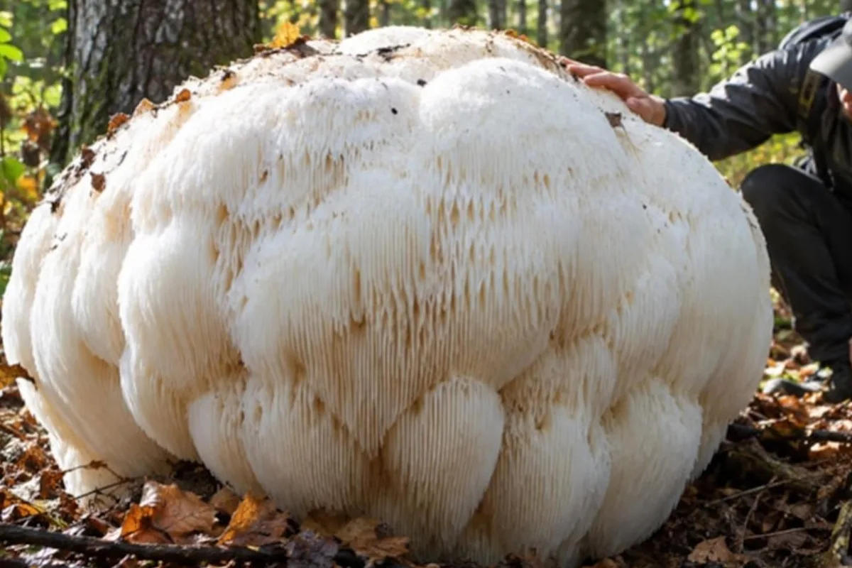 Ormanın derinliklerinde dev mantar keşfedildi: Tam 2,2 kilogram