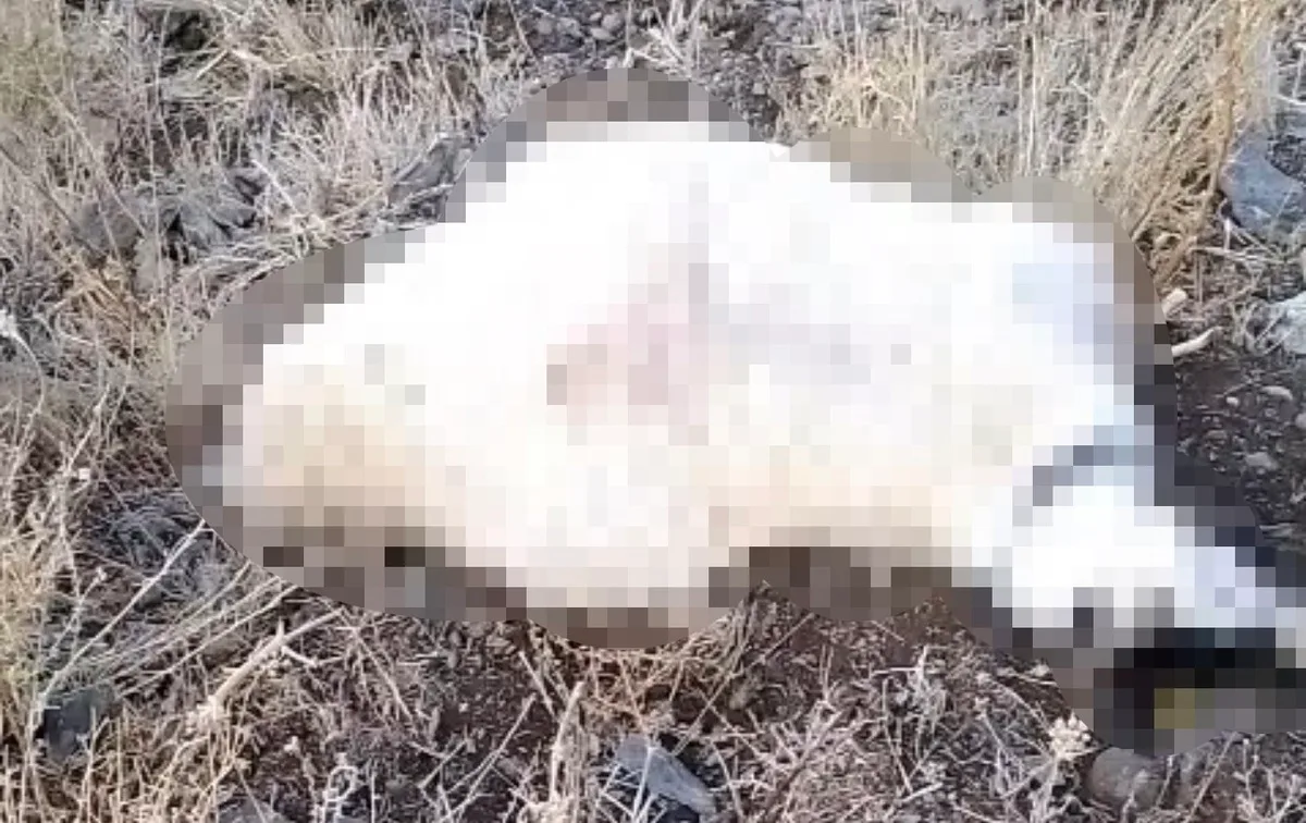 Hakkari Yüksekova'da yaylaya yıldırım isabet etti, çok sayıda küçükbaş telef oldu
