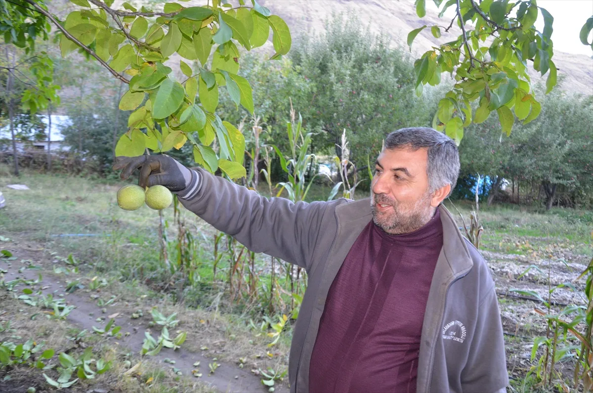 Muş'ta ceviz hasadı başladı, 5 bin dönümde 1100 ton üretim yapılıyor