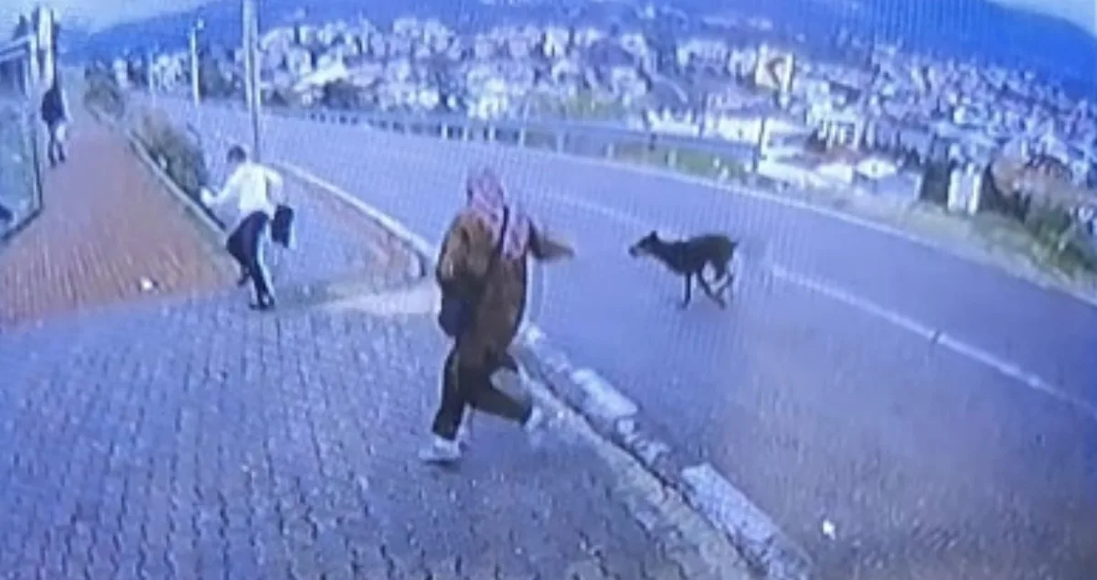 Bursa Orhangazi'de durakta saldıran köpekten kaçan 11 yaşındaki çocuk bacağını kırdı