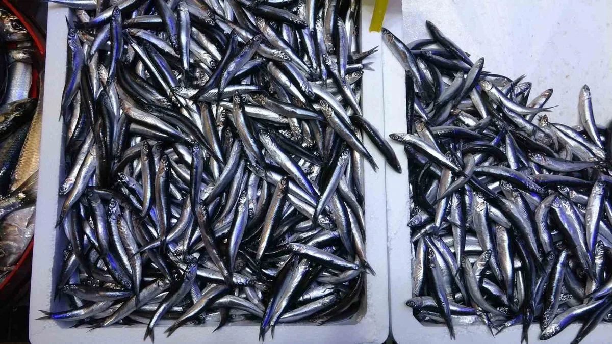 Türkiye'nin hamsi ihracatı ilk 9 ayda yüzde 79,8 arttı, Trabzon'da artış 8 katı geçti