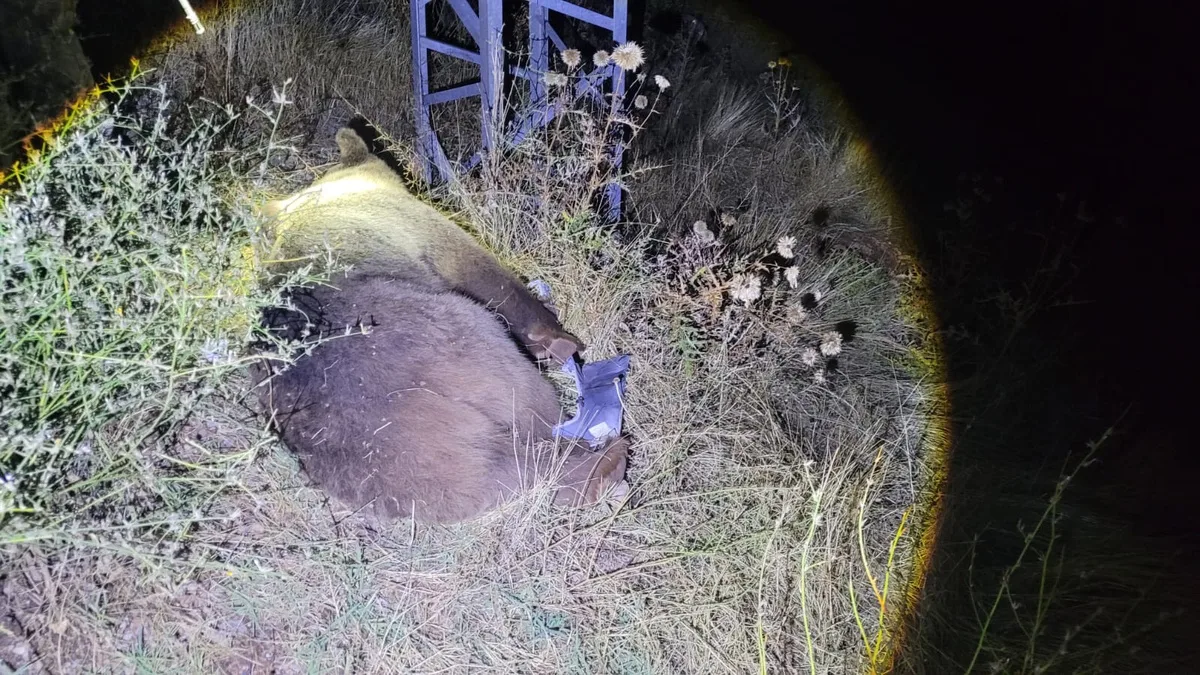 Tunceli-Erzincan yolunun 15'inci kilometresinde ayıya cip çarptı, ayı öldü