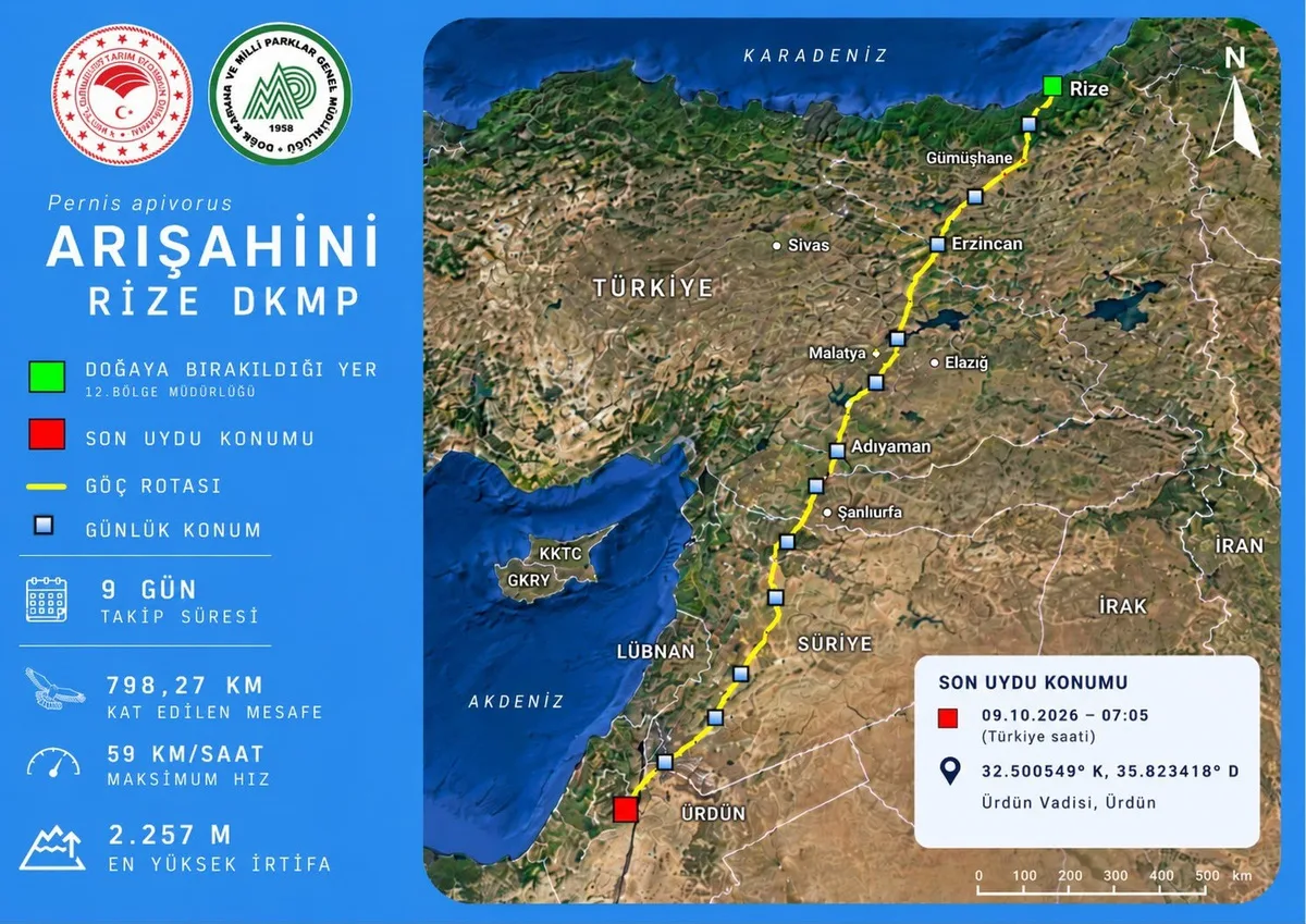 Rize'de doğaya salınan arı şahini 9 günde 798 kilometre katedip Ürdün'e ulaştı