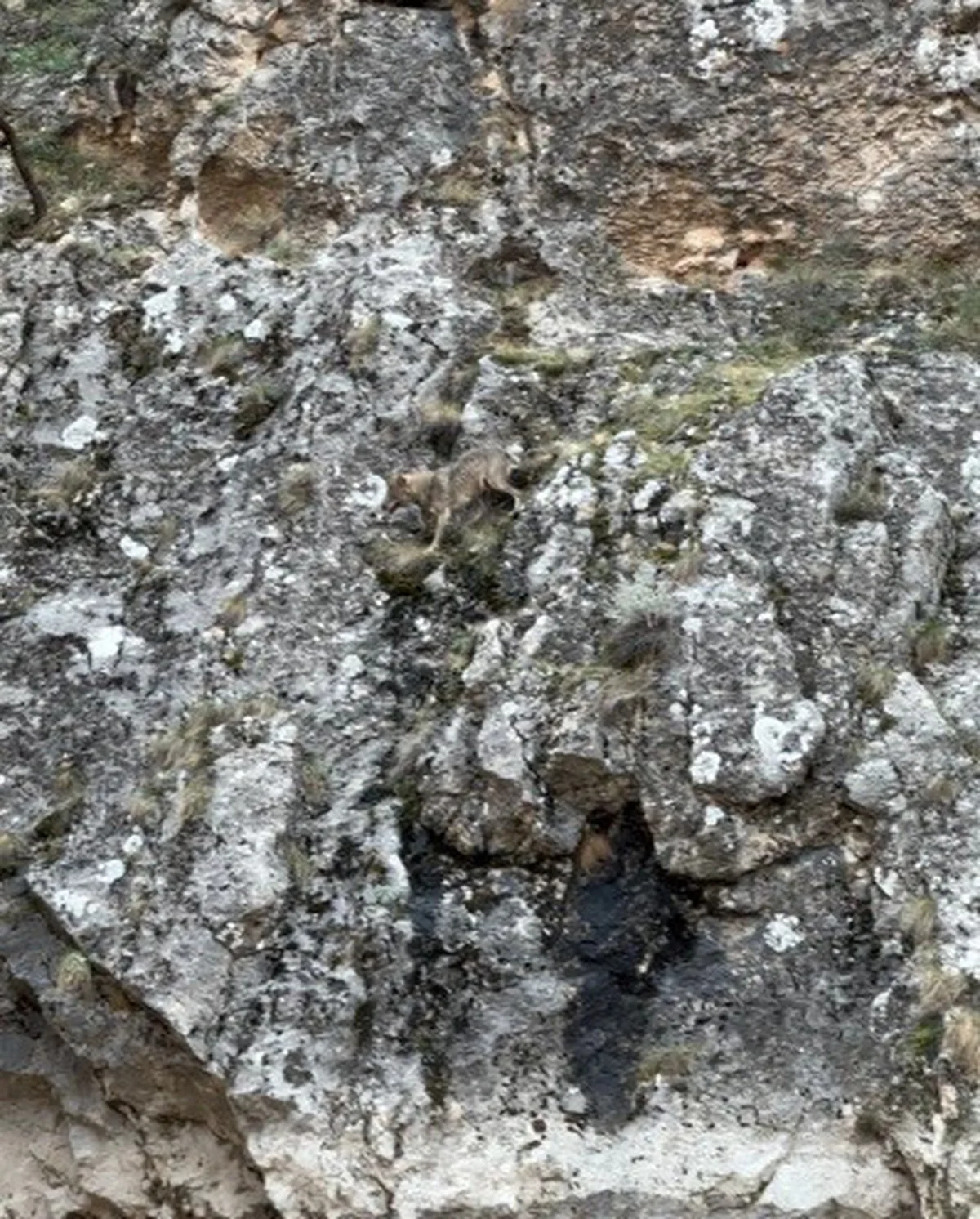 Erzincan İliç'te 3 kurdun yaban keçisi kovalamacası kameraya yansıdı