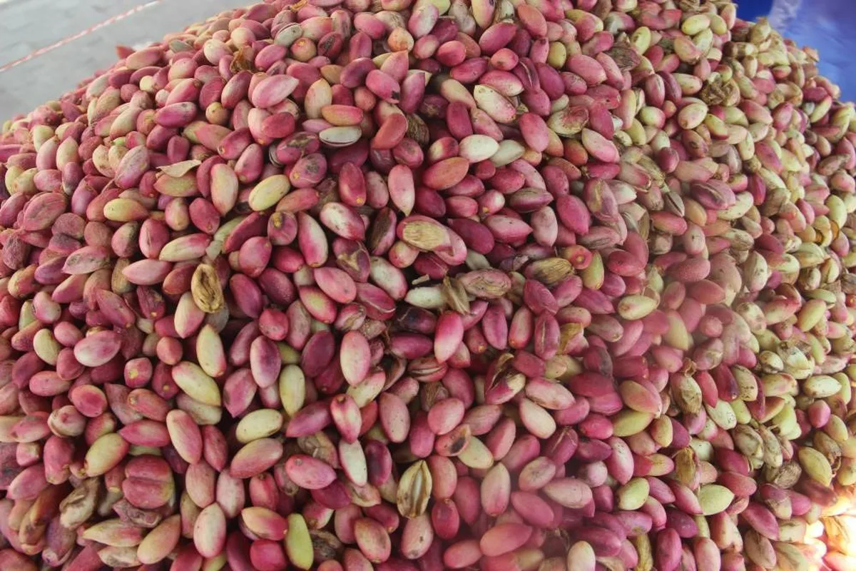 USDA raporu Antep fıstığı rekoltesinde yüzde 10 artışla 130 bin ton öngörüyor