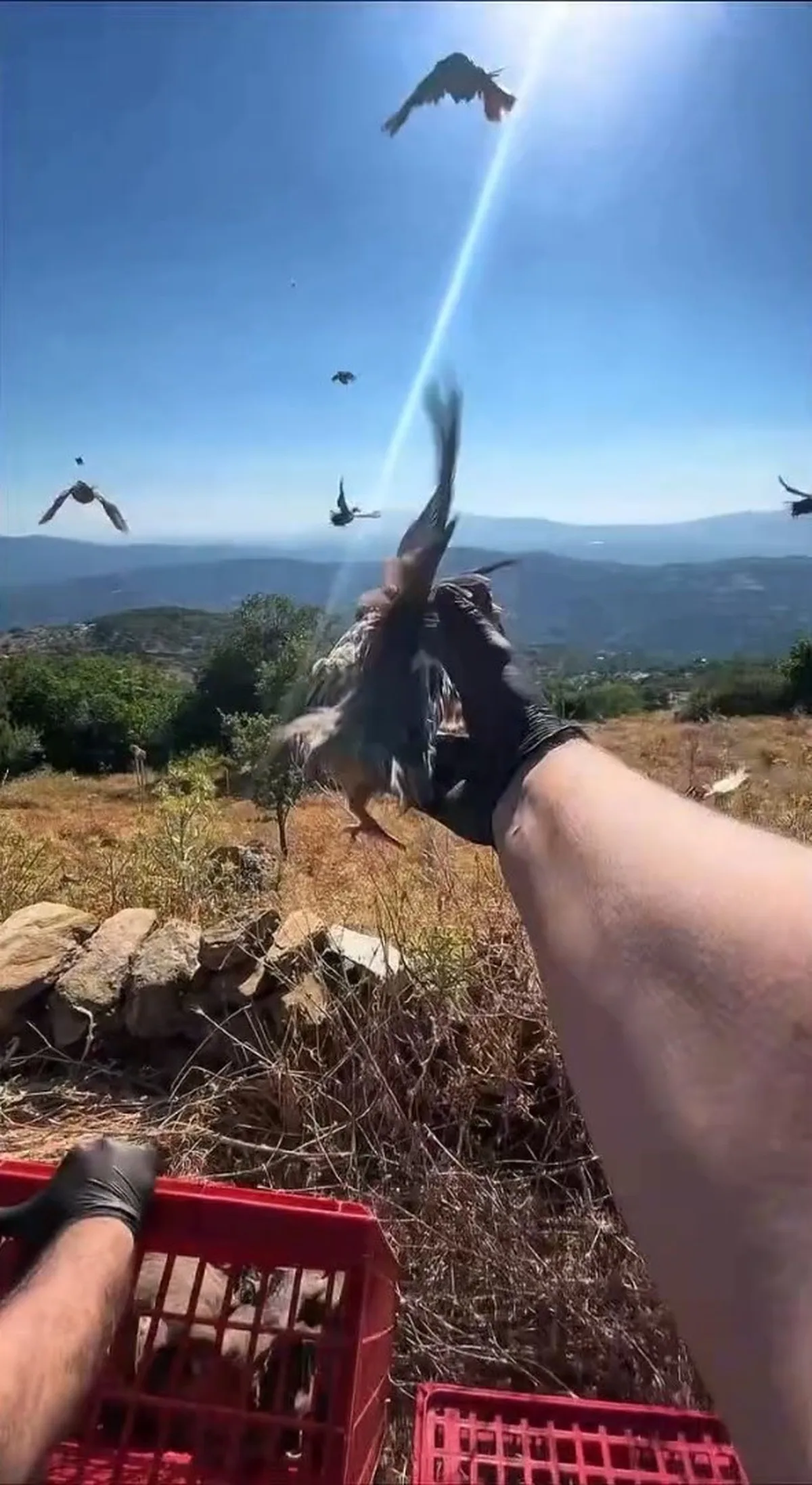 Aydın'da kınalı keklikler doğaya salındı, av yasaklarına uyum istendi