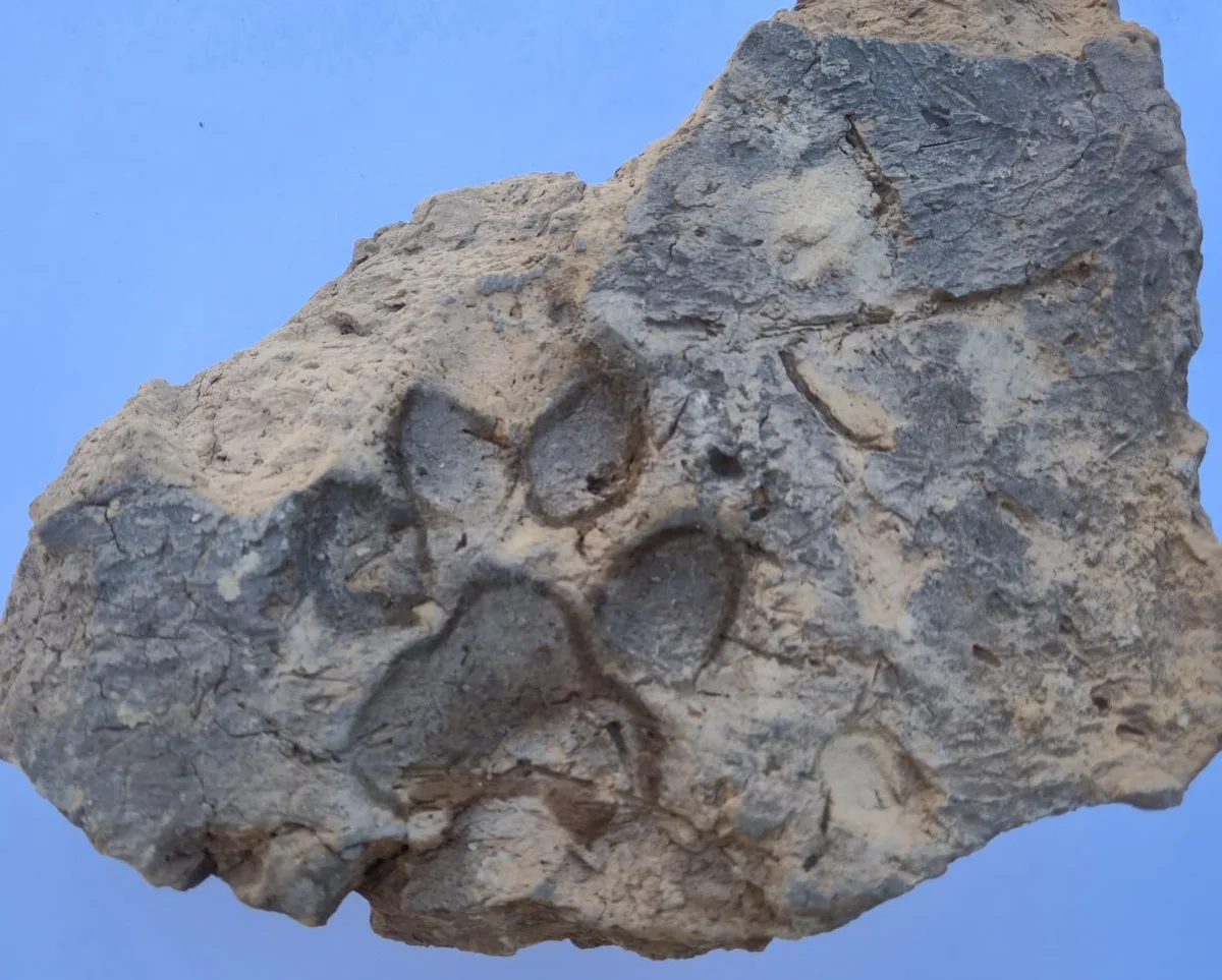 Kütahya'daki Tavşanlı Höyük'te 4 bin yıllık köpek pati izi bulundu! Yangında yıkılan yapının kerpicinde korunmuş