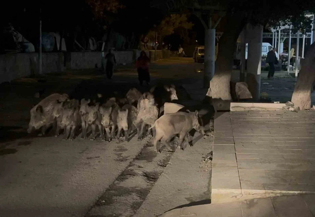 Bodrum'da yaban domuzu sürüsü Bitez'de pazara girmeye çalıştı