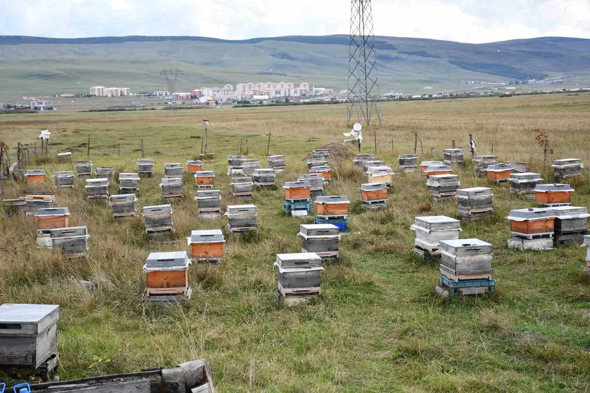Ardahan’da arıcılar kış bakımına başladı, 2026’da kovan başına 5 kilo bal alındı